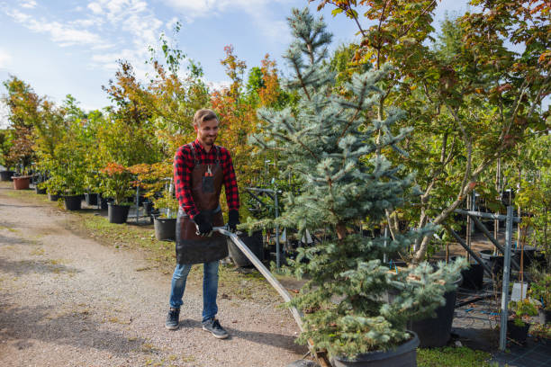 Best Emergency Tree Service  in Pho, IL